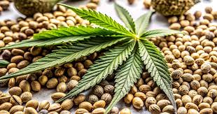 Explore the Best Marijuana Seeds BC Has to Offer