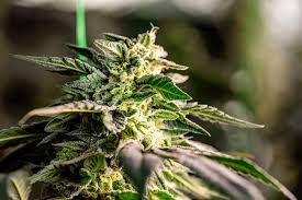 Explore the Best Marijuana Seeds BC Has to Offer